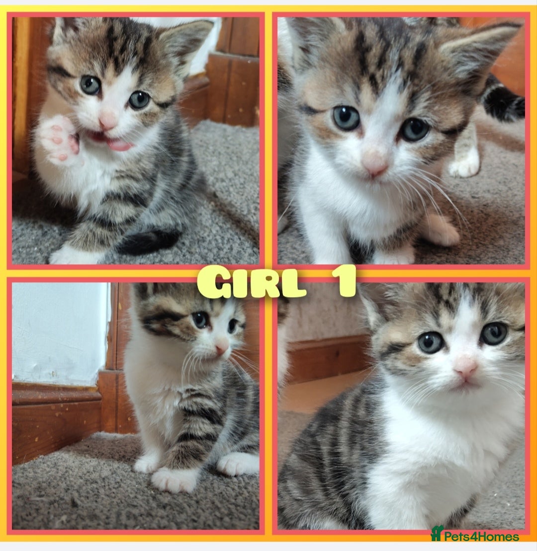 Mixed Breed cats for sale: 4 cute little female kittens for sale - Image 5