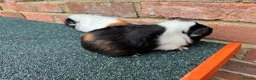 Guinea Pig rodents for sale: 2x Female Guinea Pigs  - Advert 3