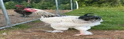 Mixed Breed poultry for sale: 2 cockrals available £20 each  - Advert 5