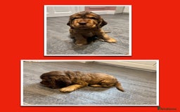 Cocker Spaniel dogs for sale: KC & HEALTH TESTED CHOC SABLE PUPS - Image 15