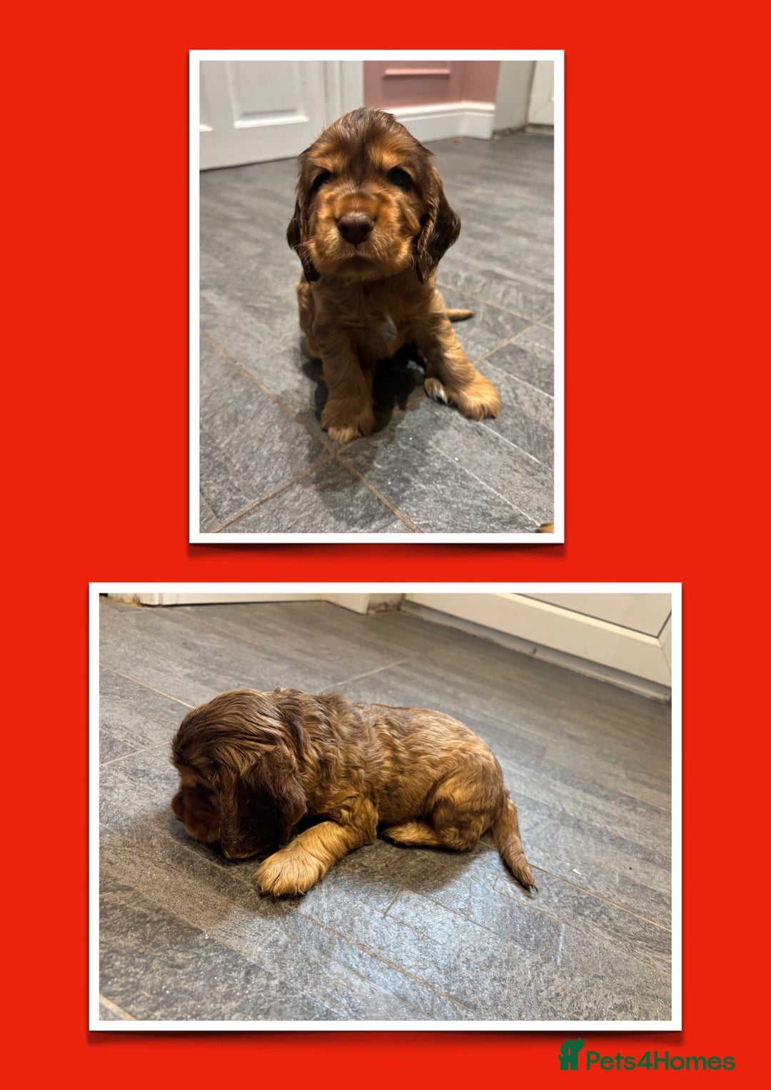 Cocker Spaniel dogs for sale: KC & HEALTH TESTED CHOC SABLE PUPS - Image 15