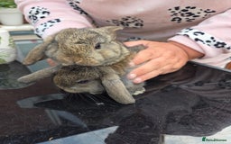 Mini Lop rabbits for sale: Mini lops - Image 2