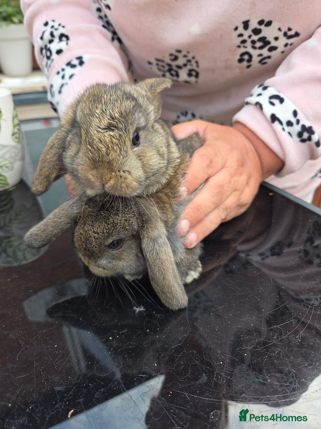 Mini Lop rabbits for sale: Mini lops - Image 2