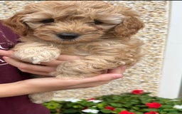 Cockapoo dogs for sale: Stunning Superb DNA Clear F1B Toy Cockapoo Pups - Image 10