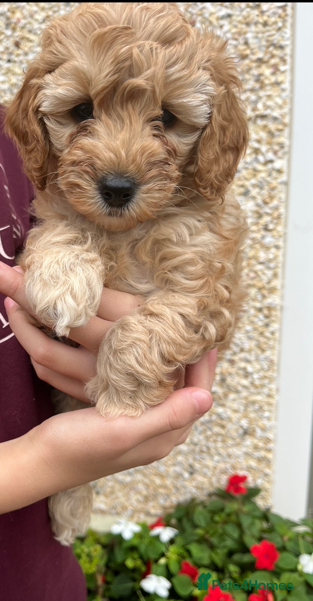 Cockapoo dogs for sale: Stunning Superb DNA Clear F1B Toy Cockapoo Pups - Image 10