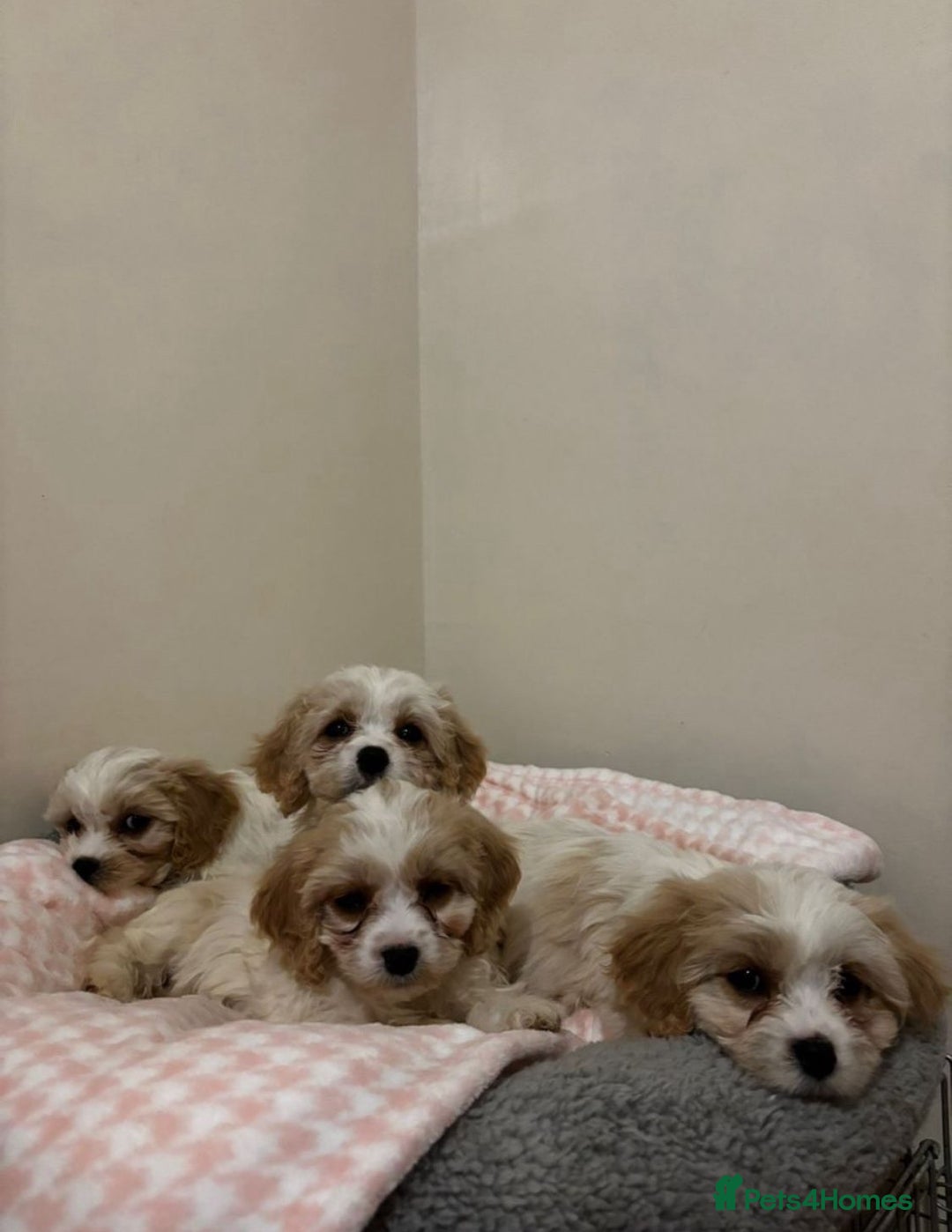 Cavachon dogs for sale: cavachon Puppies  - Advert 3