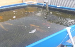 Koi Carp fish for sale: Koi carp  - Image 4