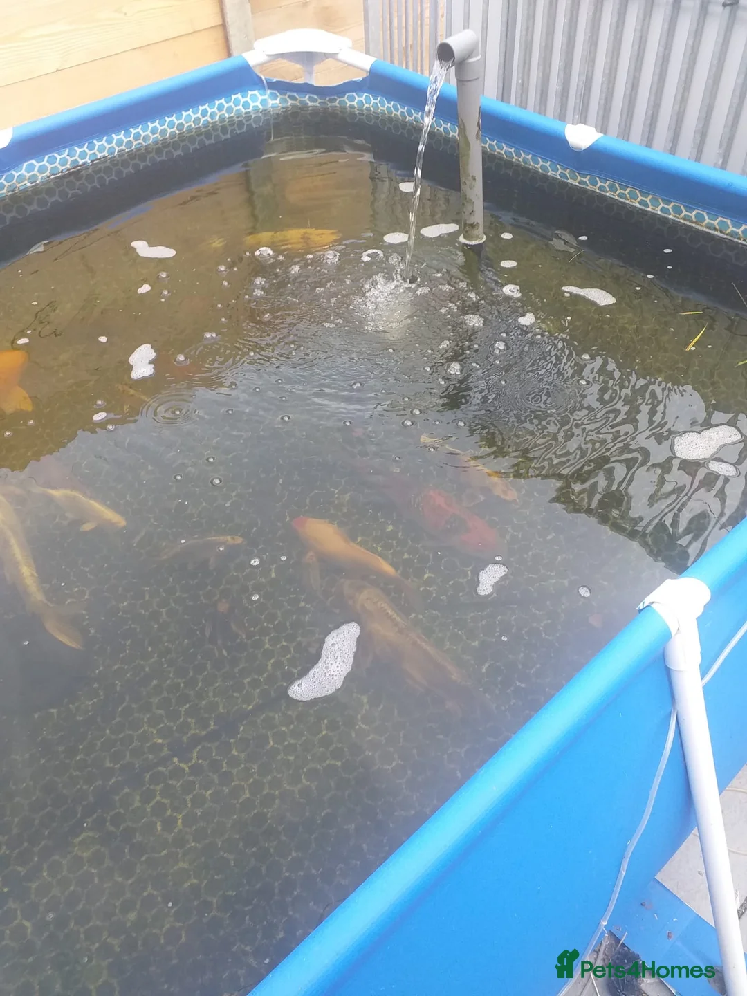 Koi Carp fish for sale: Koi carp  - Advert 4