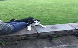Border Collie dogs for sale: Border collie pups for sale - Image 7