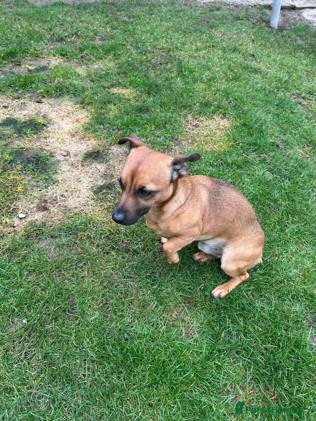 Jack Russell dogs for stud: Rusty stunning Jack Russell available for Stud in Sheffield - Advert 5