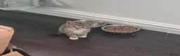 Mixed Breed cats for sale: Kittens ready for new homes in Lytham Saint Annes - Advert 6