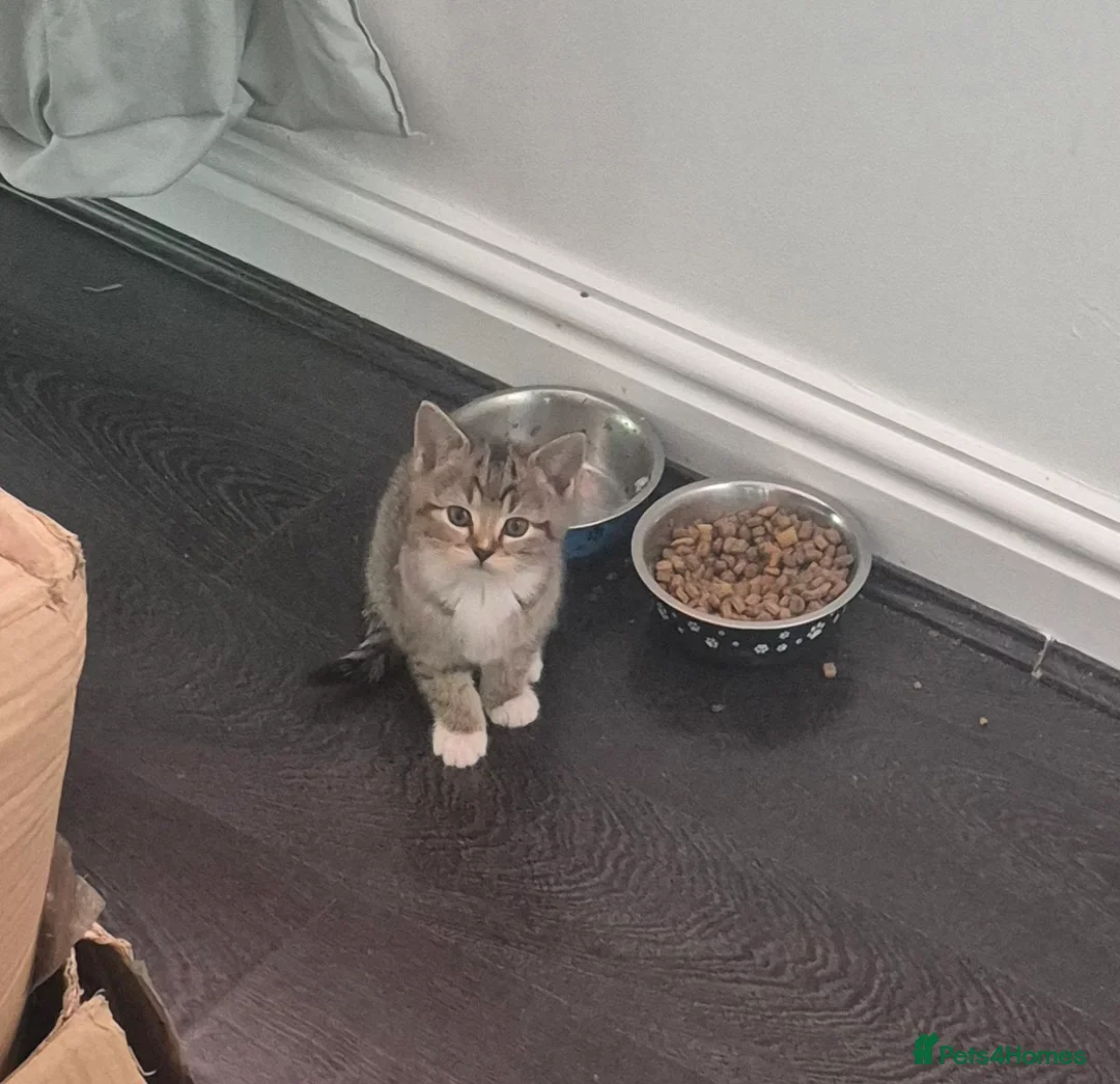 Mixed Breed cats for sale: Kittens ready for new homes in Lytham Saint Annes - Advert 6