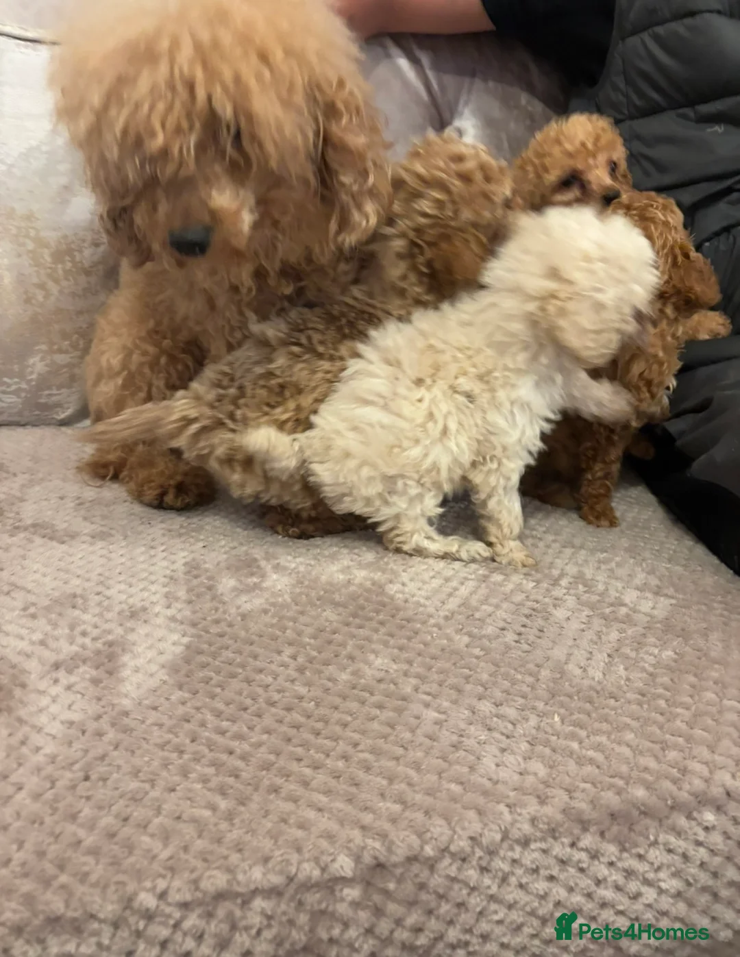 Toy Poodle dogs for sale: minature poodle pups available  in Uckfield - Advert 2