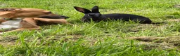 Belgian Hares rabbits for sale: Drago- 1 year old Black Hare  - Advert 3
