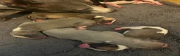 Whippet dogs for sale: Outstanding Litter KC Reg Pedigree Whippet Puppies - Advert 3