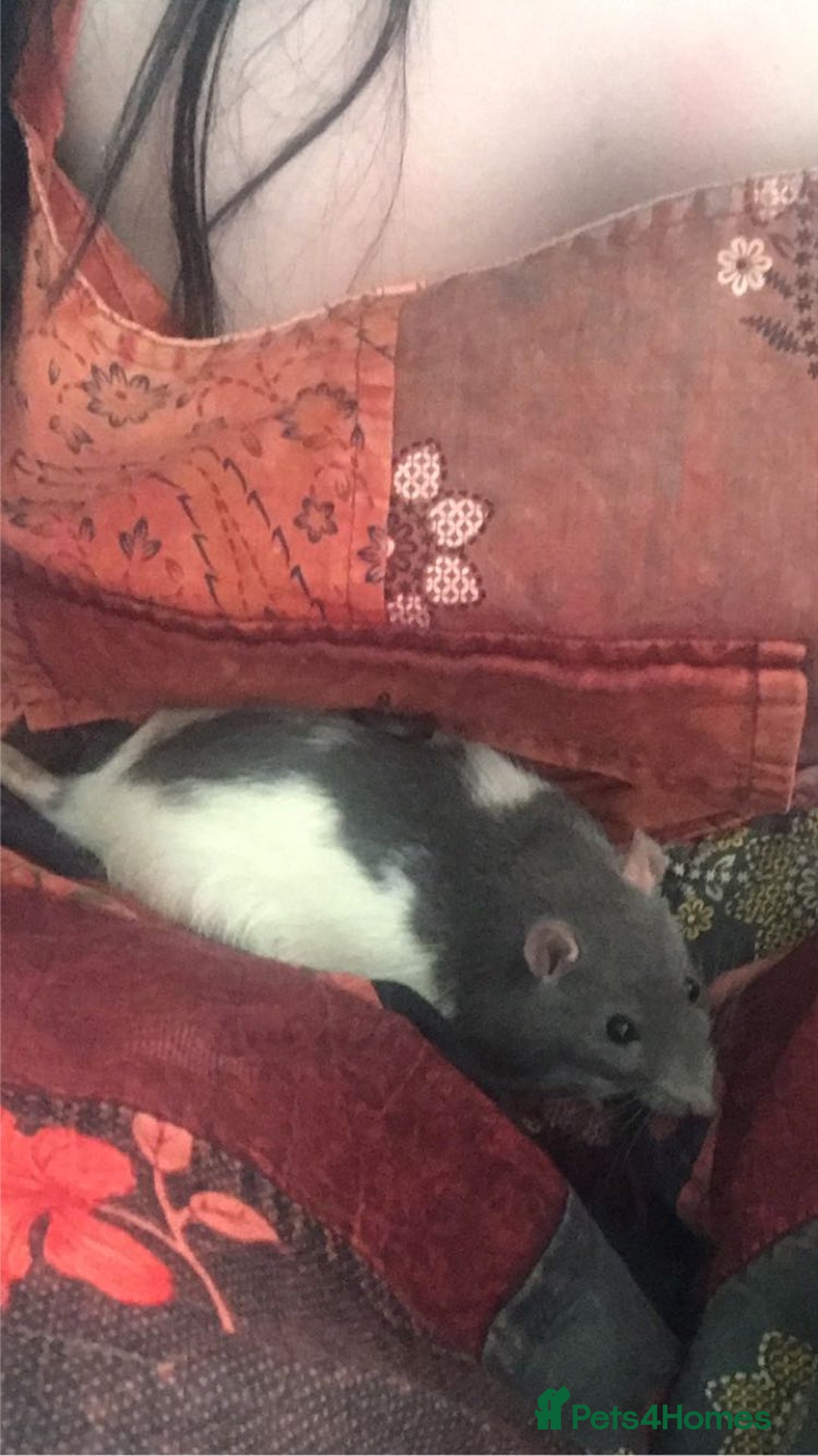Rat rodents for sale: 2 Male rats - Image 3