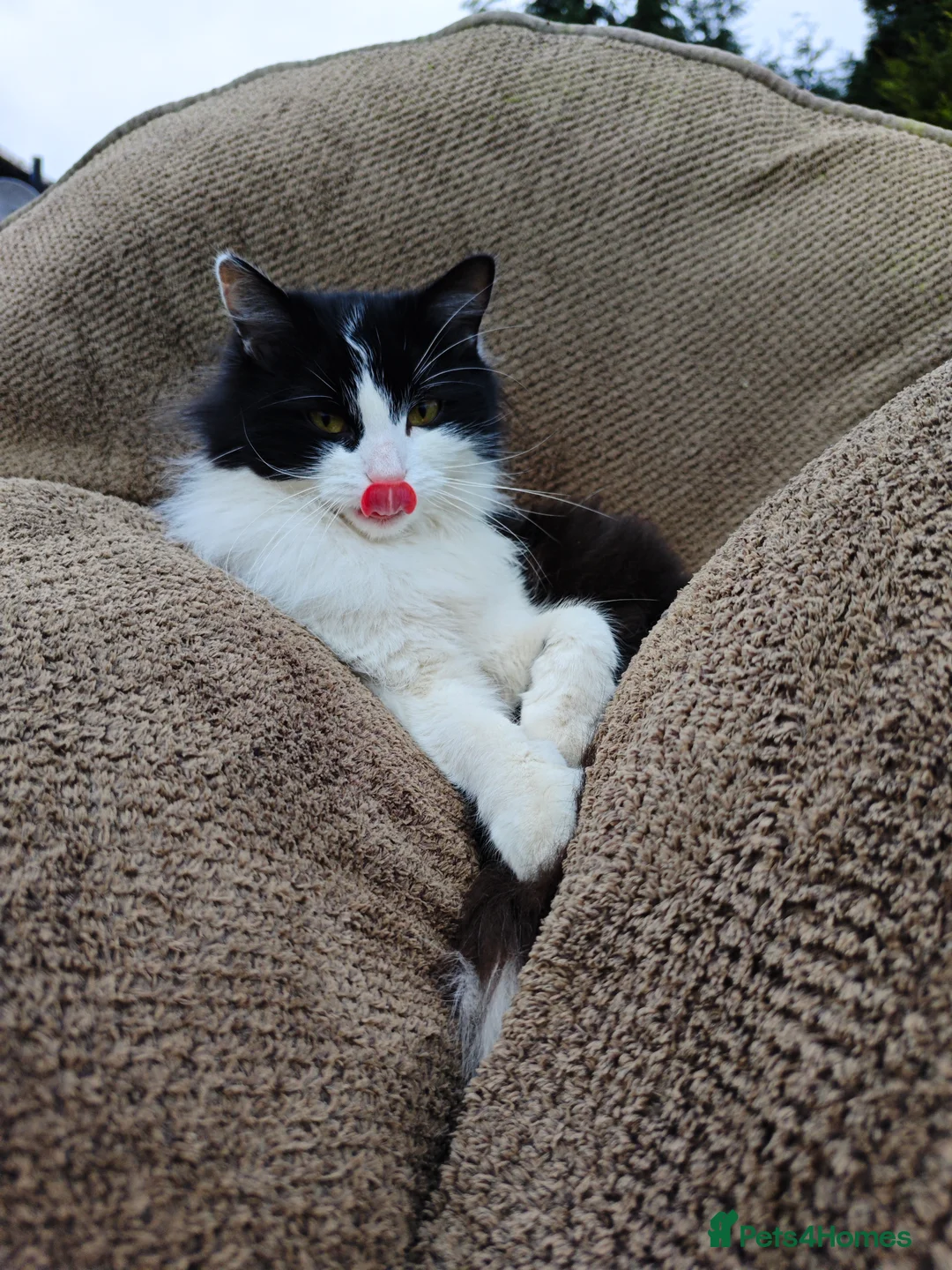 Domestic Shorthair cats for sale: female cat   - Advert 3