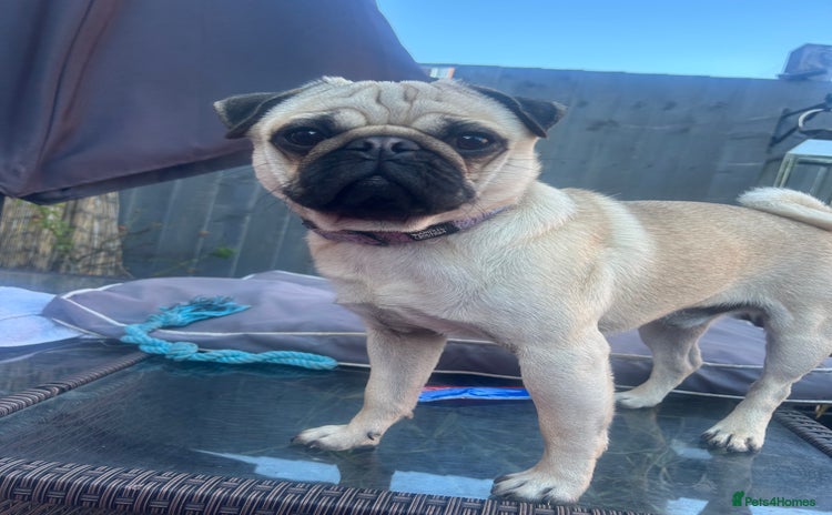 Pug dogs - Advert 7