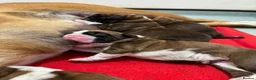 Boxer dogs for sale: Mr simon lee - Advert 7