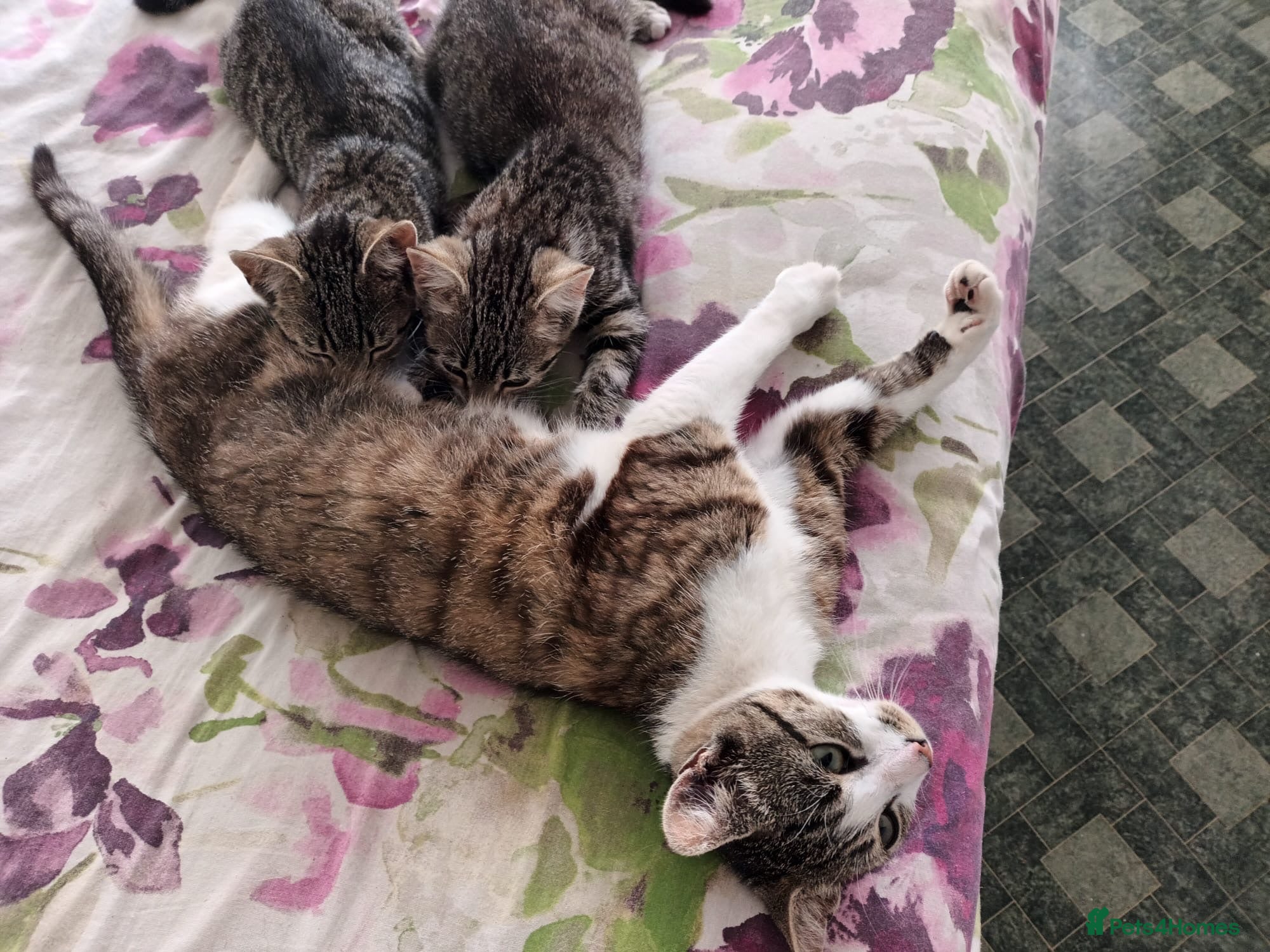Mixed Breed cats Kittens  - Advert 2