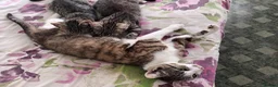 Mixed Breed cats for sale: Kittens  - Advert 1
