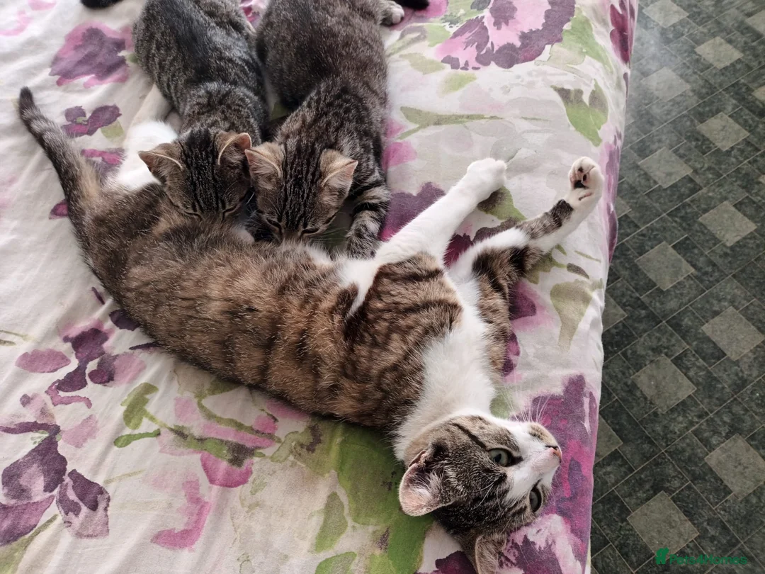 Mixed Breed cats for sale: Kittens  - Advert 1