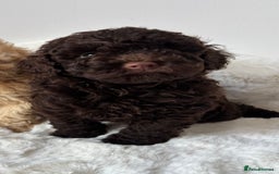 Cavapoo dogs for sale: 1 Chocolate Cavapoo left‼️ - Image 1