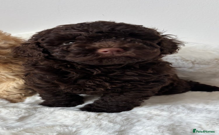 Cavapoo dogs - Advert 1