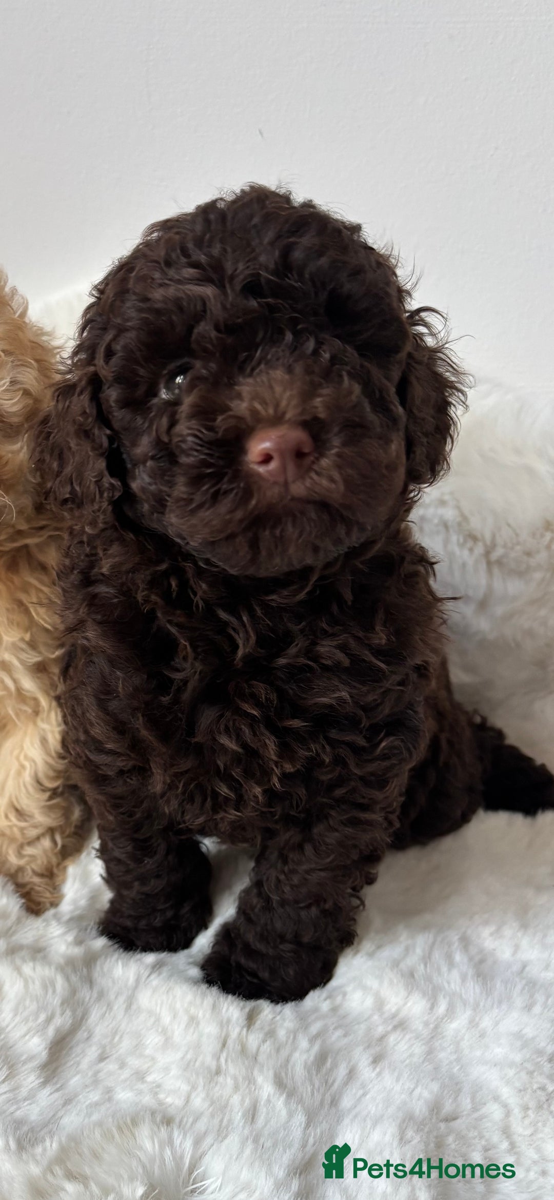 Cavapoo dogs for sale: 1 Chocolate Cavapoo left‼️ - Image 1