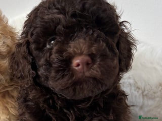 Cavapoo dogs - Advert 11