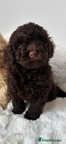 Cavapoo dogs - Advert 1