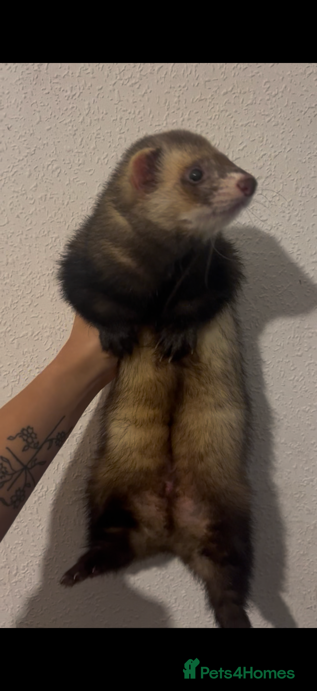 Ferret rodents  hob  - Advert 1