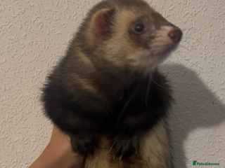 Ferret rodents hob - Advert 5
