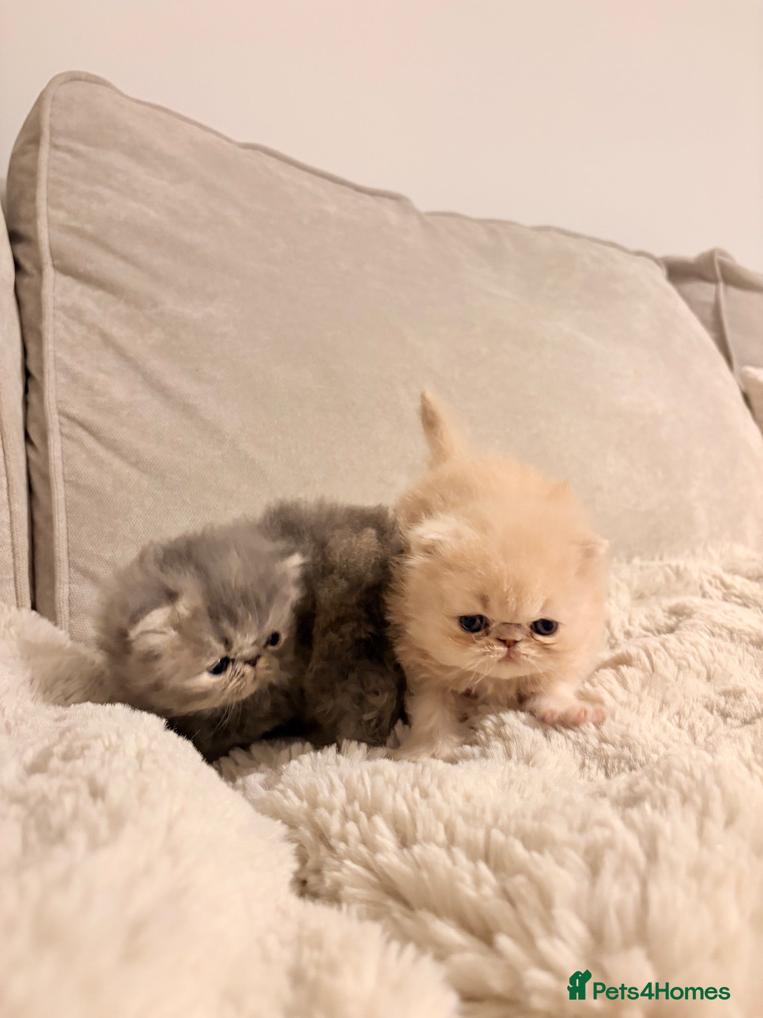 Persian cats STUNNING PERSIAN KITTENS🩷🩵 - Advert 15