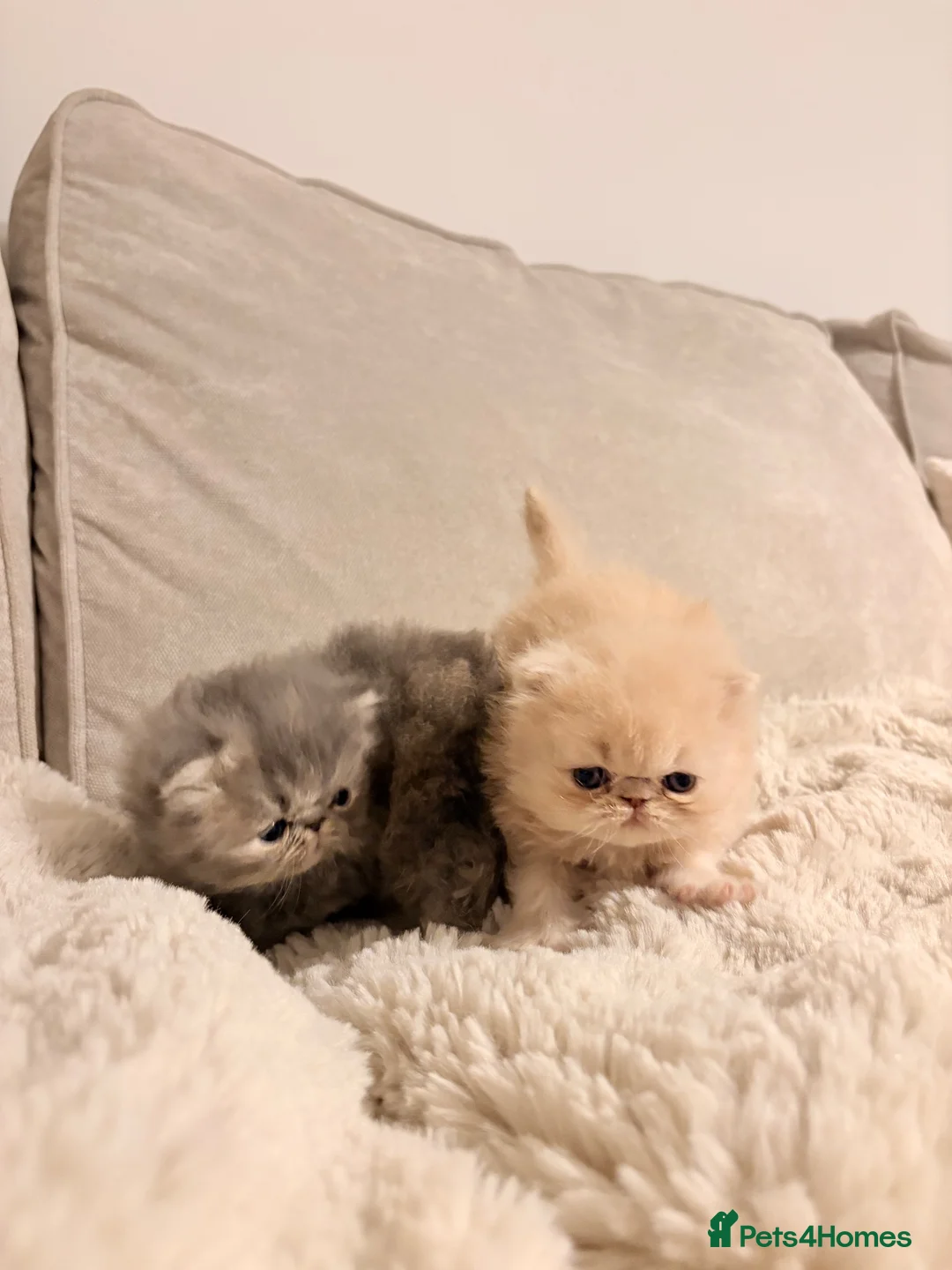 Persian cats for sale: STUNNING PERSIAN KITTENS🩷🩵 - Advert 2