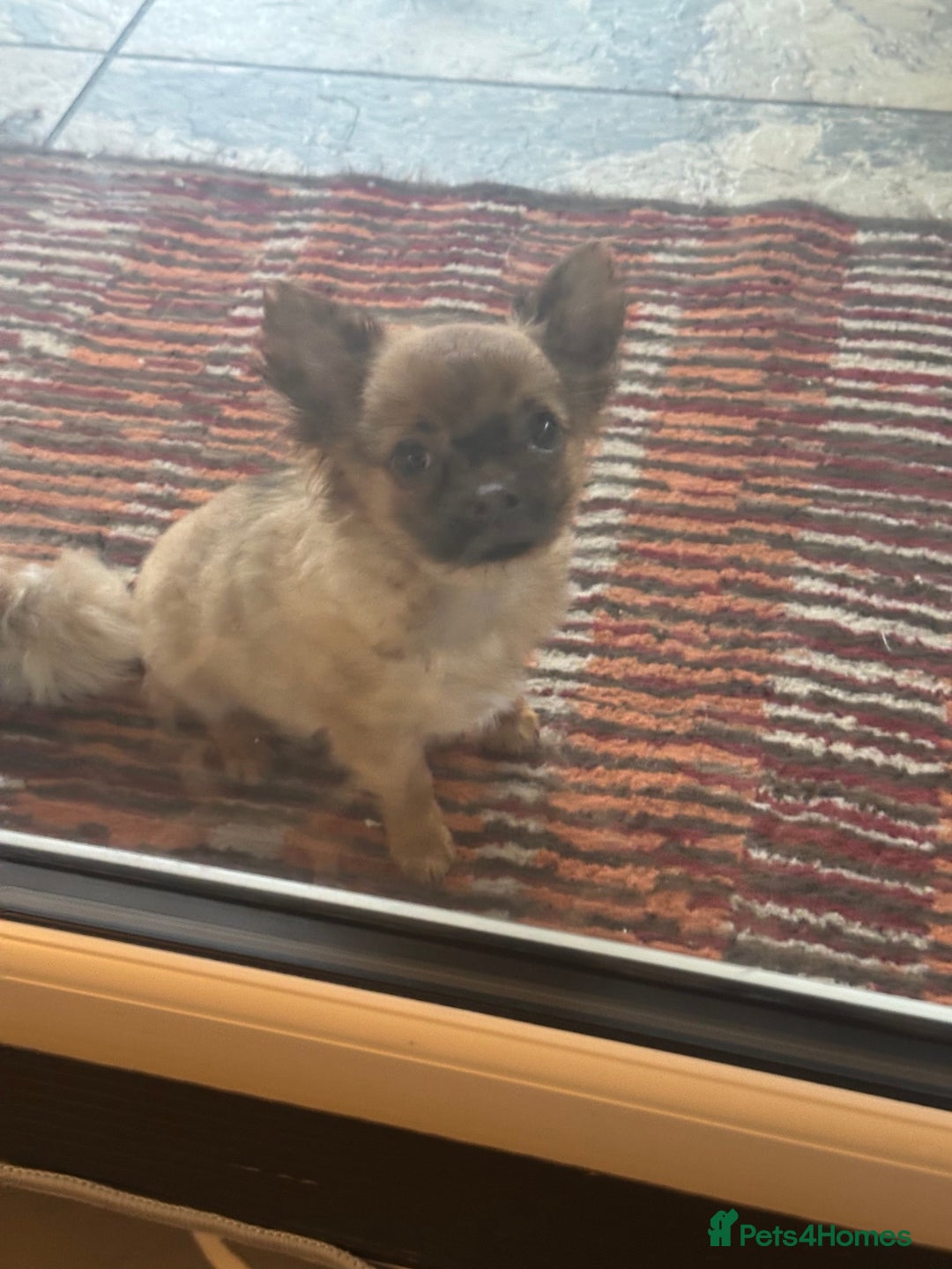 Chihuahua dogs for sale: Chihuahua long coat puppies ...only BOY left - Advert 2