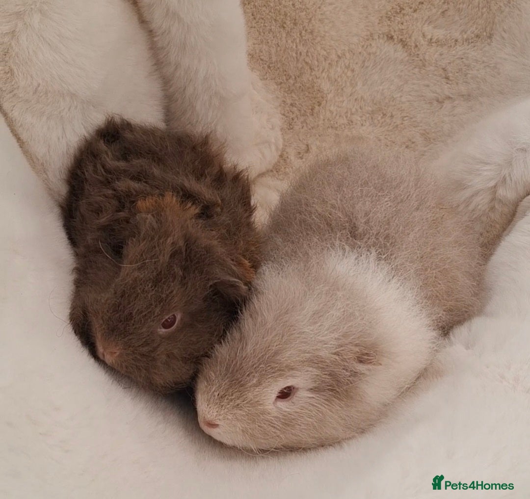 Guinea Pig rodents Pair of young bonded male Guinea pigs  - Advert 3