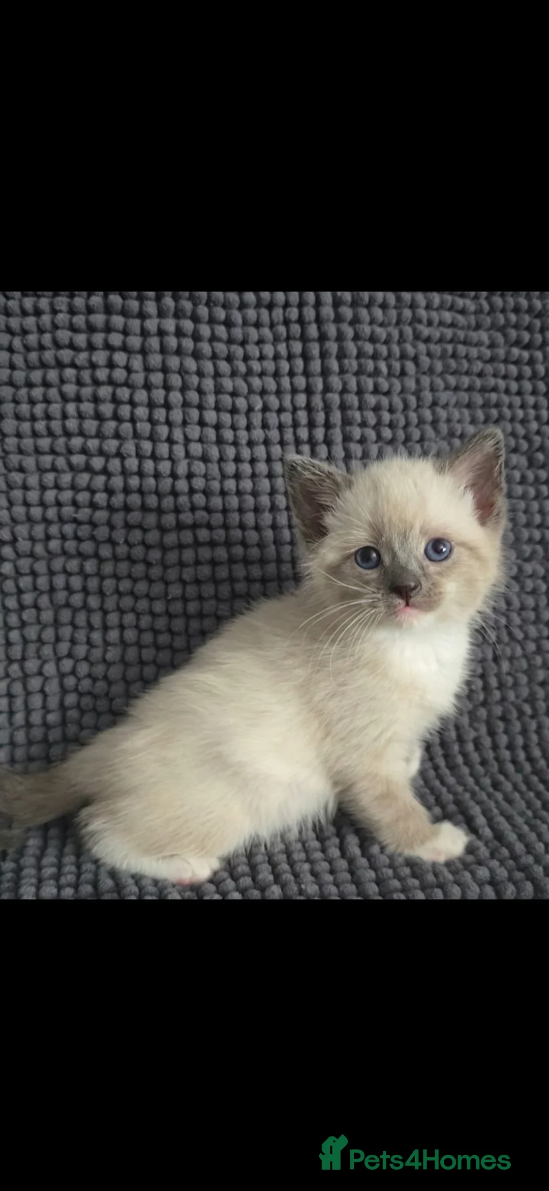 Mixed Breed cats for sale: Ragdoll x kittens - Advert 2