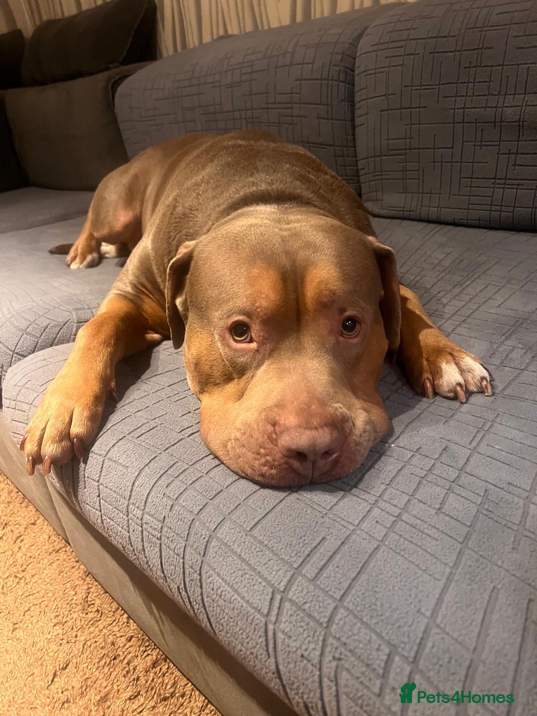 American Bully dogs for stud: Tyson  - Advert 4