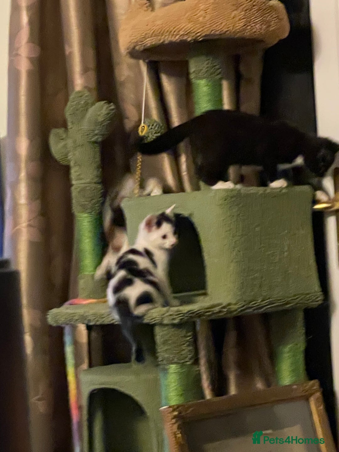 Mixed Breed cats for sale: Kitten for sale  - Advert 7