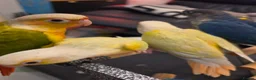 Conures birds for sale: Handreared Tame Conures - Advert 14
