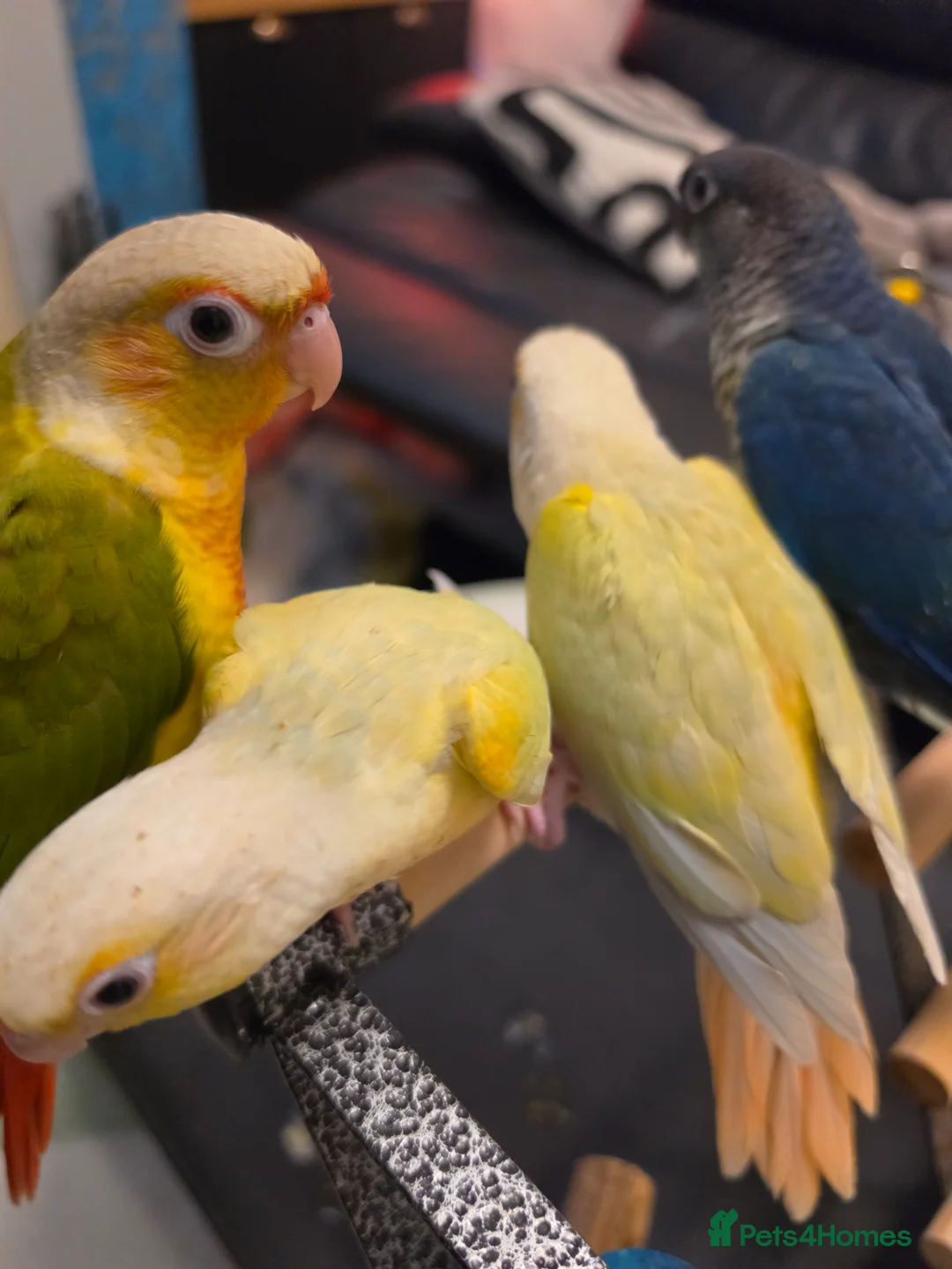 Conures birds for sale: Handreared Tame Conures - Advert 14