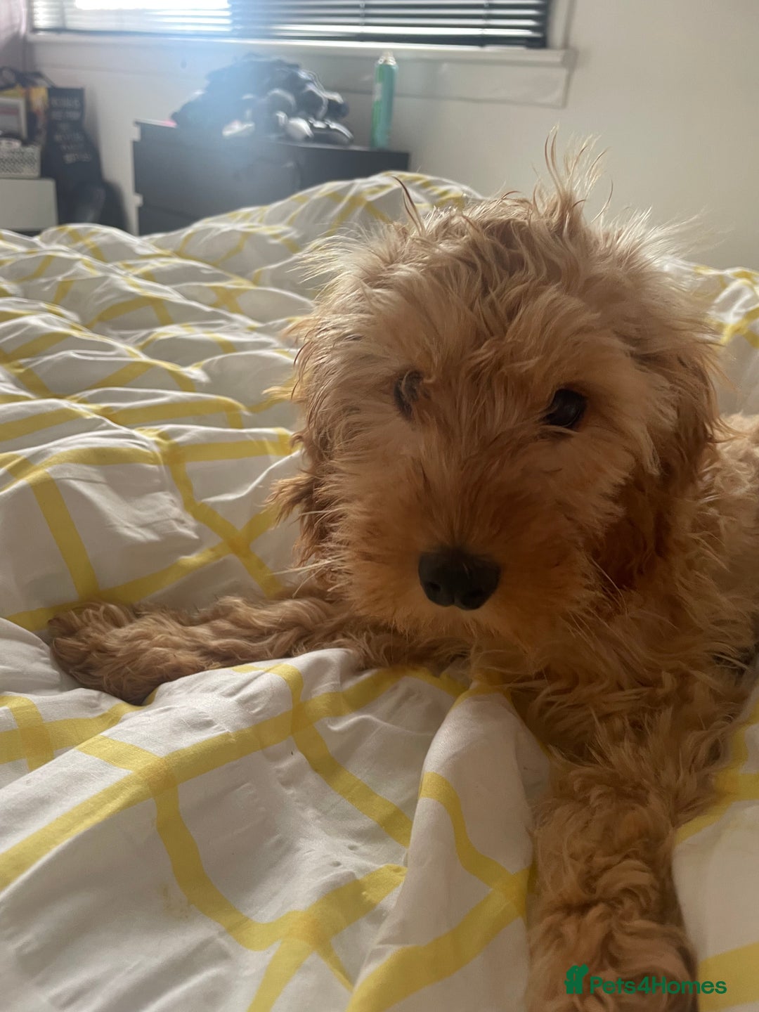 Cockapoo dogs for sale: Dog needs a forever home  - Image 4