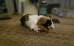 Guinea Pig rodents for sale: Tri colour Male guineapig - Image 2