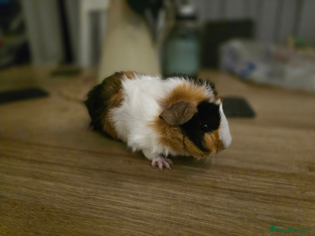 Guinea Pig rodents for sale: Tri colour Male guineapig - Image 2