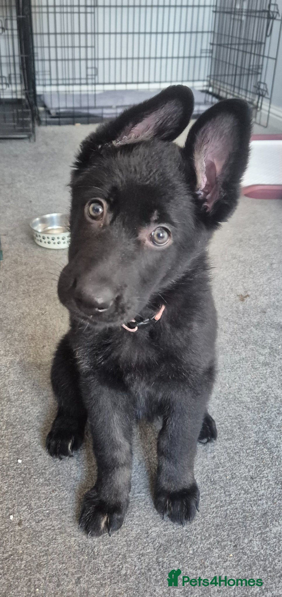 German Shepherd dogs German Shepherd Pups - Advert 16