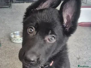 German Shepherd dogs German Shepherd Pups - Advert 16