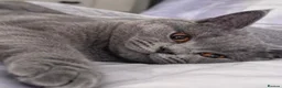 British Shorthair cats for sale: 💙 GCCF Registered Blue British Shorthair Boy 💙 in Burnley - Advert 1