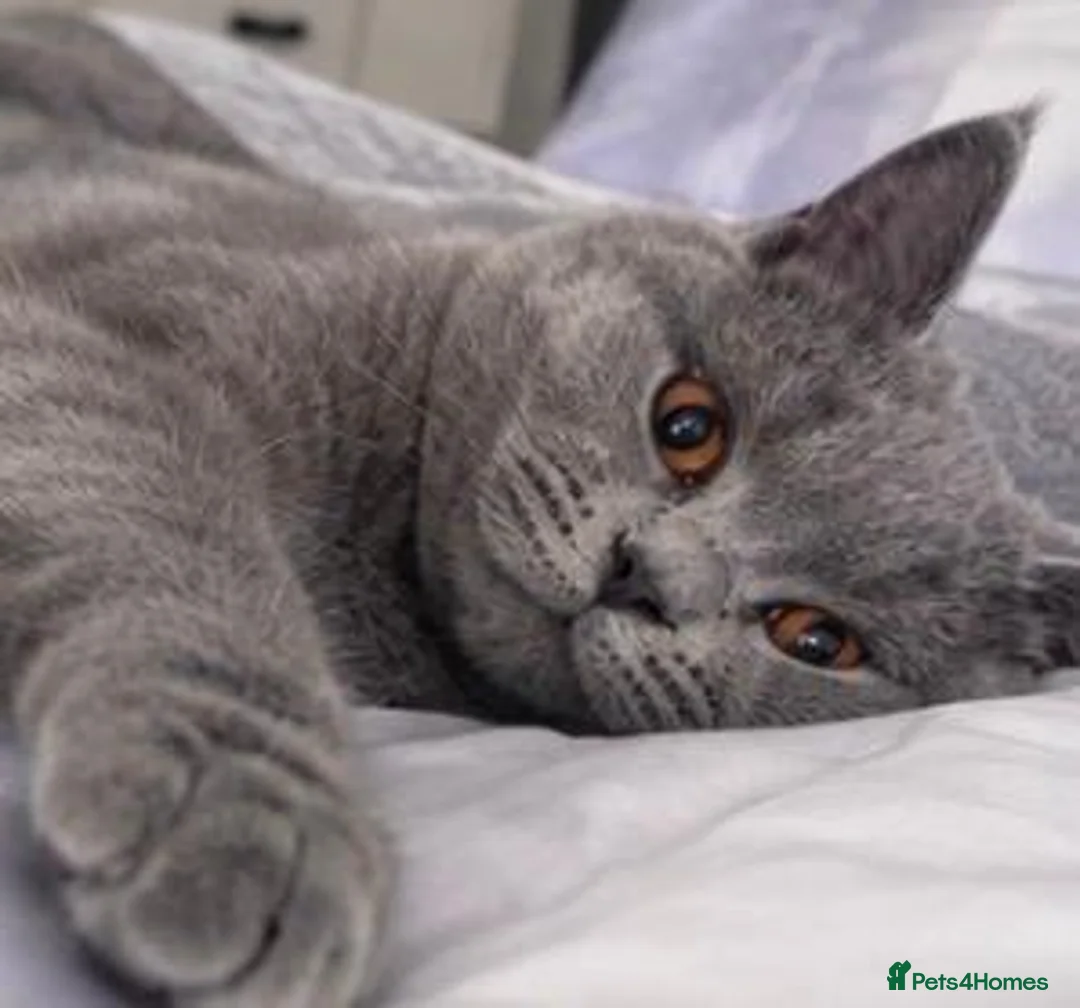 British Shorthair cats for sale: 💙 GCCF Registered Blue British Shorthair Boy 💙 in Burnley - Advert 1
