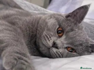British Shorthair cats 💙 GCCF Registered Blue British Shorthair Boy 💙 - Advert 3